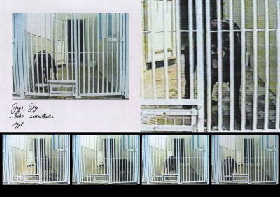 Dogs Dog ©Peter Weidenbaum
